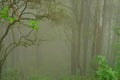 blurred mysterious jungle landscape, trunks deciduous rainforest, tropical trees, mystical background for designer, concept