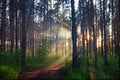 Blurred mystery forest