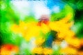 Blurred natural background. Abstract image of yellow flowers seen through wet glass. Water drops Royalty Free Stock Photo