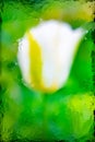 Blurred natural background. Abstract macro image of white flowers through wet glass. Drops of water Royalty Free Stock Photo