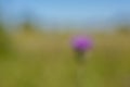 Blurred natural background of a lonely purple flower