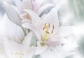 Blurred natural background of Madonna White Lilly flower, Stargazer