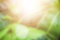 Blurred natural background with sunlight and bokeh for creative designs. copy space Royalty Free Stock Photo