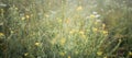 Blurred natural background with thin natural cobweb on meadow grass at dawn. Banner. Soft focus.