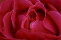 Blurred natural floral red background. Red rose petals in a bud. Royalty Free Stock Photo