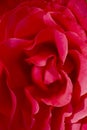 Blurred natural floral red background. Red rose petals in a bud. Royalty Free Stock Photo