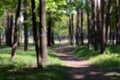 Blurred Natural forest background with trunks and greenery of trees or reserved city park Royalty Free Stock Photo