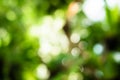 Blurred natural green abstract background bokeh image Royalty Free Stock Photo