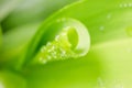 Blurred natural leaf texture with water drops. A coiled leaf Lily of the valley. Abstract green background for design on the theme Royalty Free Stock Photo