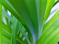 Blurred natural texture, green pandanus leaf background