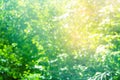 Blurred nature background. Bright summer sunny day in forest. Golden sun leaks verdant landscape trees foliage lush vegetation