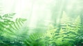 Blurred nature background of forest glade bathed in soft light with delicate ferns