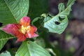 Blurred nature background with red tropical flower : Hot Lips Flower, Psychotria poeppigiana