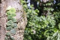 Blurred nature background with rainforest flora of Amazon River basin in South America