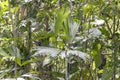 Blurred nature background with rainforest flora of Amazon River basin in South America