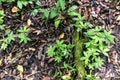 Blurred nature background with rainforest flora of Amazon River basin in South America