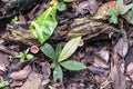 Blurred nature background with rainforest flora of Amazon River basin in South America