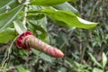 Blurred nature background with Red tropical flower Heliconia episcopalis and copy space for text Royalty Free Stock Photo