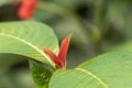 Blurred nature background with red tropical flower : Hot Lips Flower, Psychotria poeppigiana