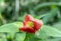 Blurred nature background with red tropical flower : Hot Lips Flower, Psychotria poeppigiana