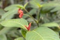 Blurred nature background with red tropical flower : Hot Lips Flower, Psychotria poeppigiana