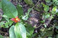 Blurred nature background with red tropical flower : Hot Lips Flower, Psychotria poeppigiana