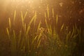 Blurred nature background. Small midges fly in the rays of light. Insects swarm in the rays of the setting sun. Mosquitoes. Royalty Free Stock Photo