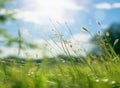 Blurred nature background, summer landscape, green meadow grass