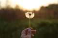 White dandelion in woman`s hand