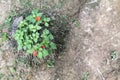 Blurred Nature background with tropical flowers, lonely Red Flower blooming in the forest Royalty Free Stock Photo