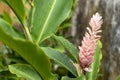 Blurred nature background with tropical pink ginger flower and copy space Royalty Free Stock Photo