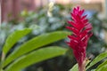 Blurred nature background with tropical pink ginger flower and copy space Royalty Free Stock Photo