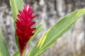 Blurred nature background with tropical pink ginger flower and copy space Royalty Free Stock Photo