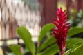 Blurred nature background with tropical pink ginger flower and copy space Royalty Free Stock Photo