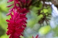 Blurred nature background with tropical red ginger flower and copy space Royalty Free Stock Photo