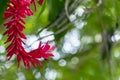 Blurred nature background with tropical red ginger flower and copy space Royalty Free Stock Photo