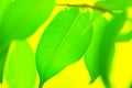 Blurred nature greenery background fresh green tree leaves on bright sunny yellow backdrop. Spring summer environment concept Royalty Free Stock Photo