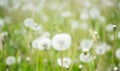 Blurred Nature Spring Background with white fluffy dandelion flo Royalty Free Stock Photo