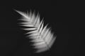 Blurred New Zealand national emblem the silver fern Royalty Free Stock Photo