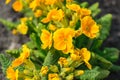 Blurred orange Primrose ,primula vulgaris, blossom. Natural floral spring background.