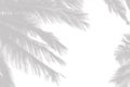 Gray shadow of the palm leaves on a white wall Royalty Free Stock Photo