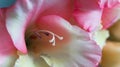 Blurred pale pink flower. Blooming gladiolus close-up on a light background. Background for postcards.
