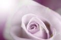 Blurred pale purple rose, vintage background.