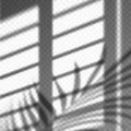 Blurred palm leaves and blinds shadow cast Royalty Free Stock Photo