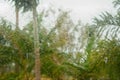 Blurred palm trees behind window with raindrops