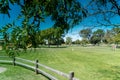 Textured tree foliage framing a park background