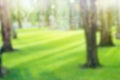 Blurred park, vibrant green natural background