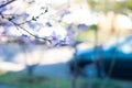 Blurred parked car on residential street with selective focus blossom peach flower at front yard garden of suburban home, Dallas, Royalty Free Stock Photo