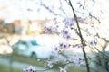 Blurred parked car on residential street with selective focus blossom peach flower at front yard garden of suburban home, Dallas, Royalty Free Stock Photo