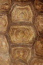 Blurred Pattern Of Tortoise Shell. Cropped Shot Of Tortoise Shell. Royalty Free Stock Photo